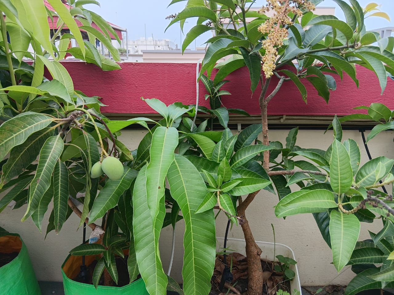 Mango 9 Years Bonsai